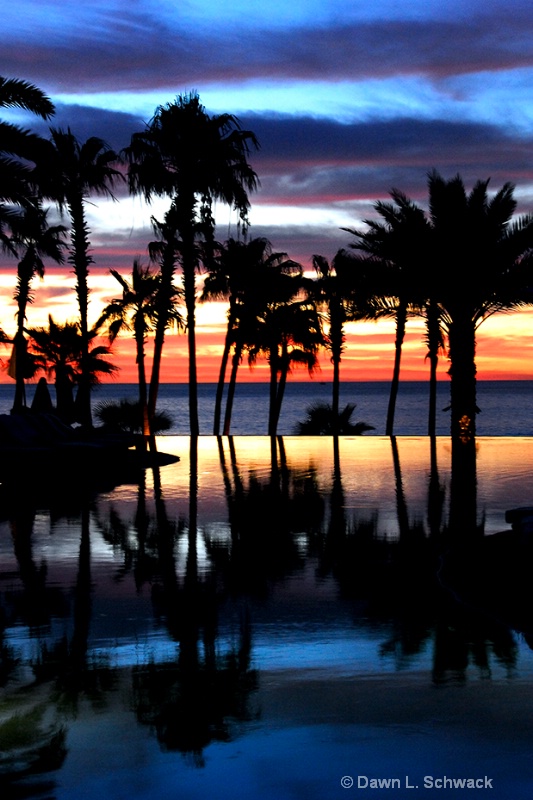 Palms Reflecting