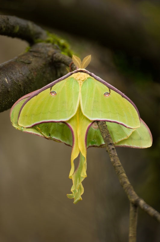 Luna Moth Pair