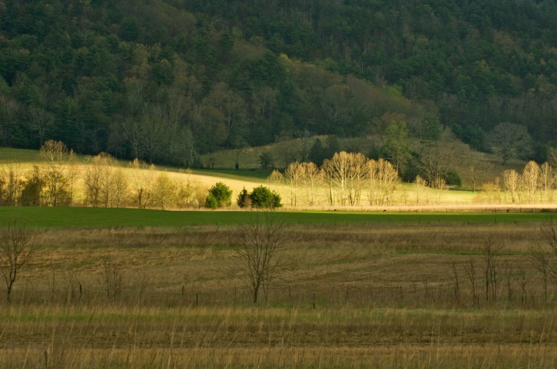 Cades Cove Morning