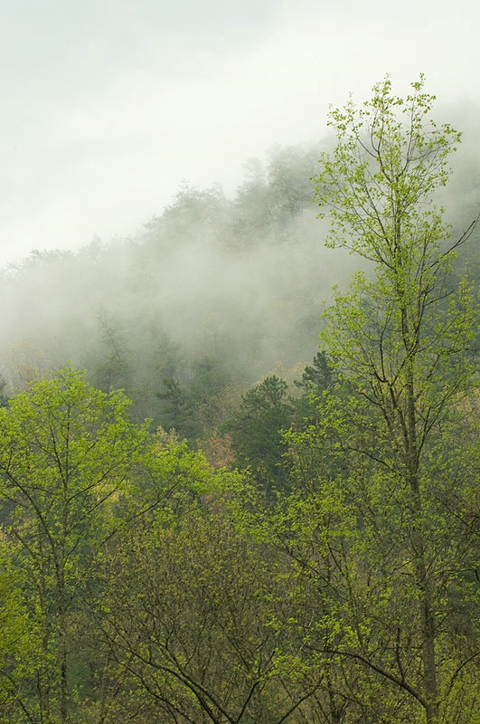 Mist on The Mountains