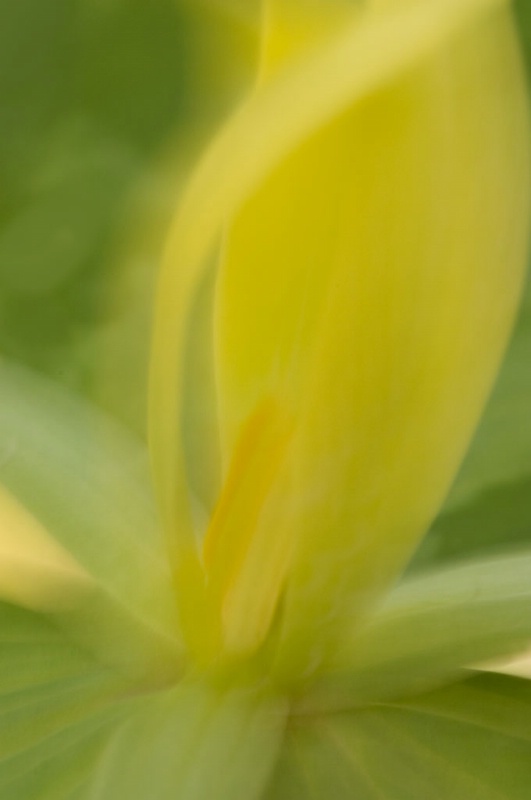 Yellow Trillium