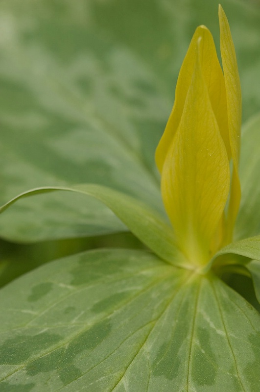 Yellow Trillium 2