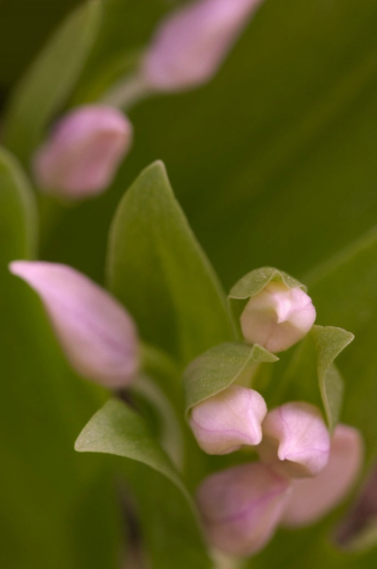 Pink Turtlehead