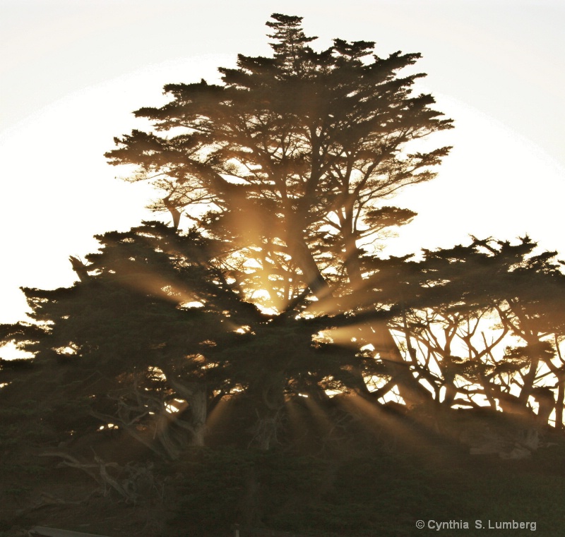 Cypress Light 1