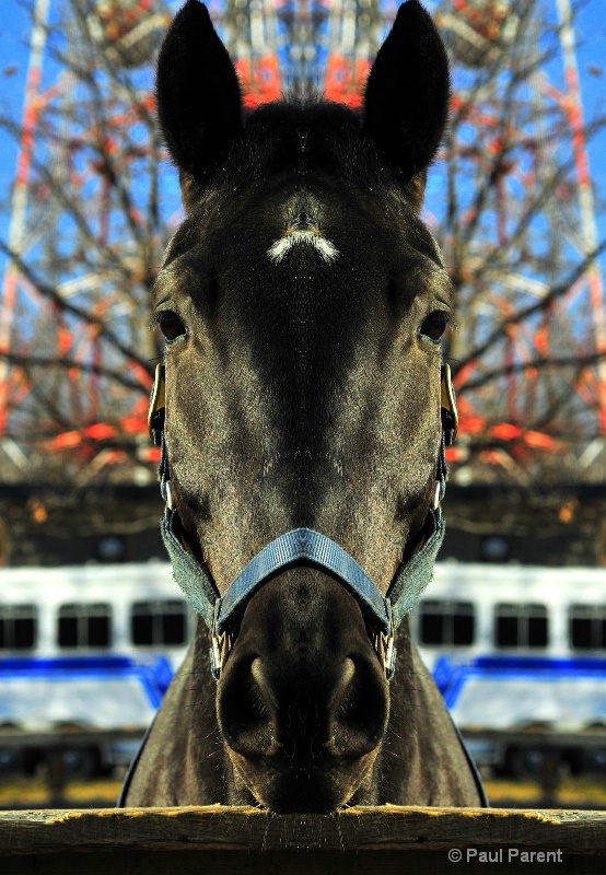 Montreal Police's Horse