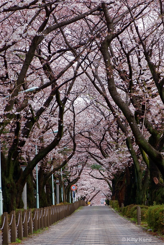 Aoyama Cemetery Cherry Trees Spring