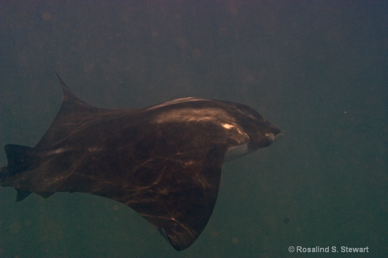 mantaray