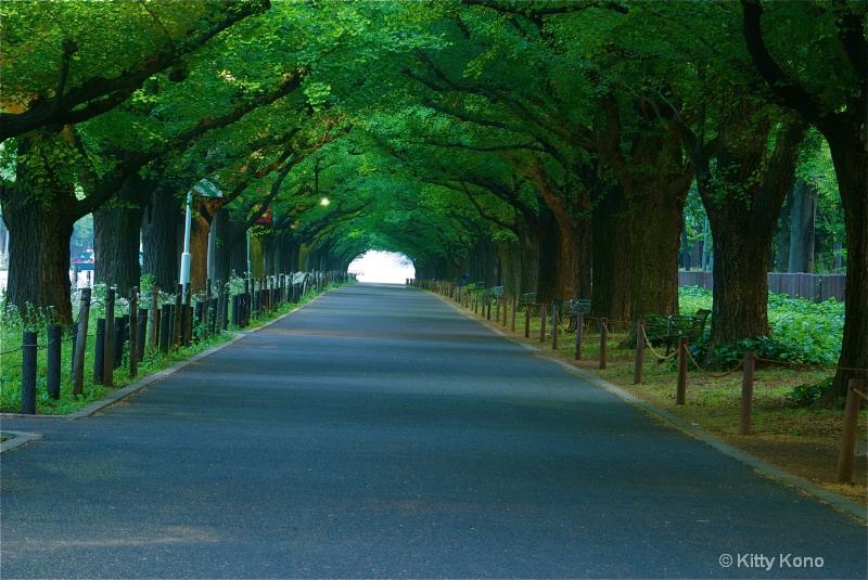 Gaen Dori (Ginko Tree Lane)  Spring