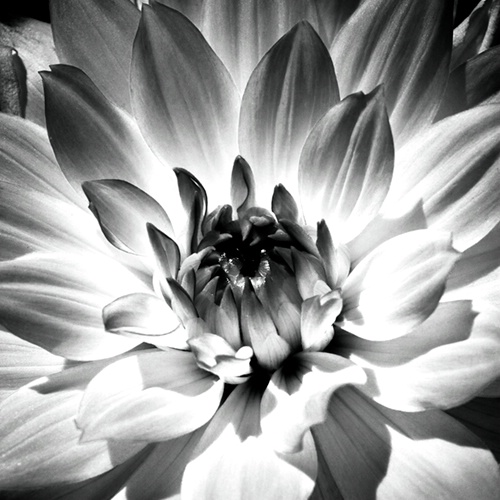 b w dahlia 1 