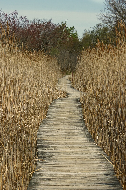 Walking the Boardwalk