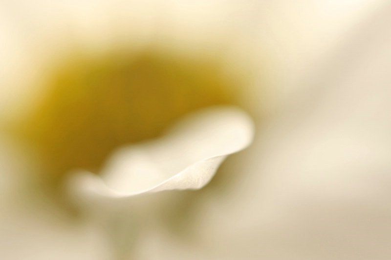 A Petal on Gold