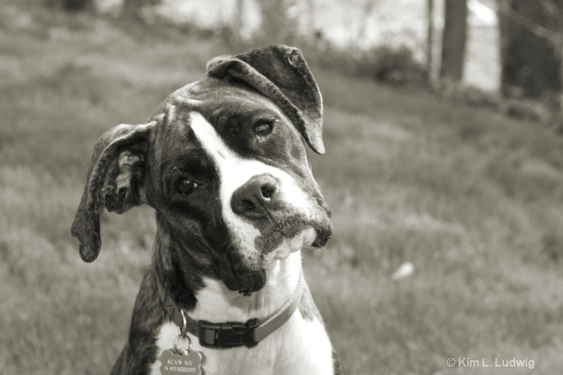 Black & White Boxer