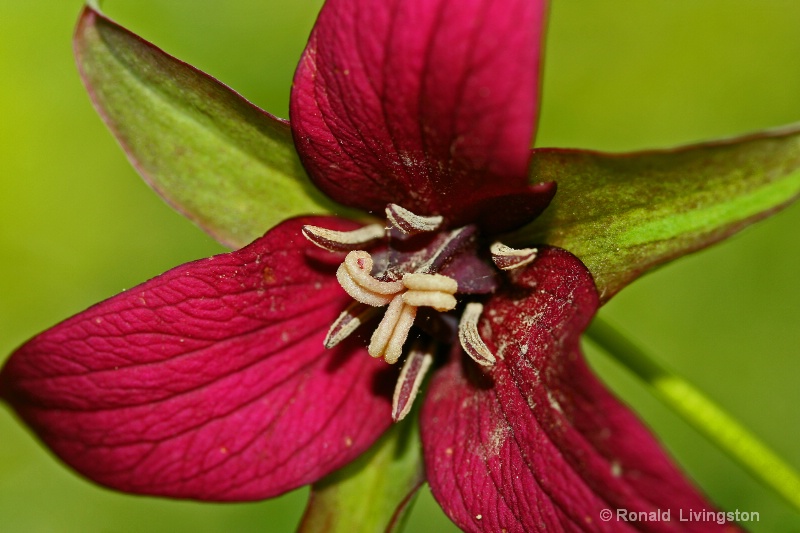 Red Trillium