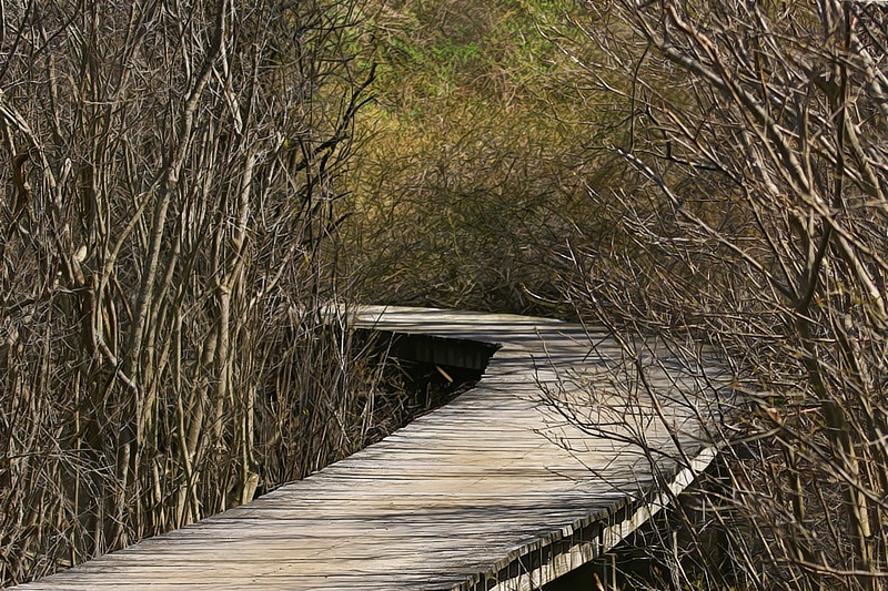 Around the Bend...Plum Island