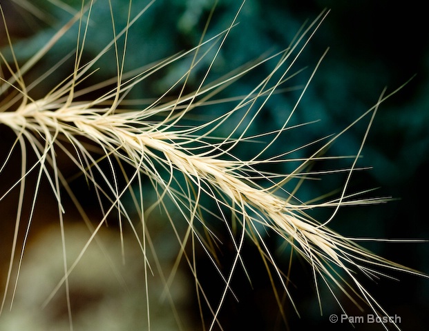Wild Grass