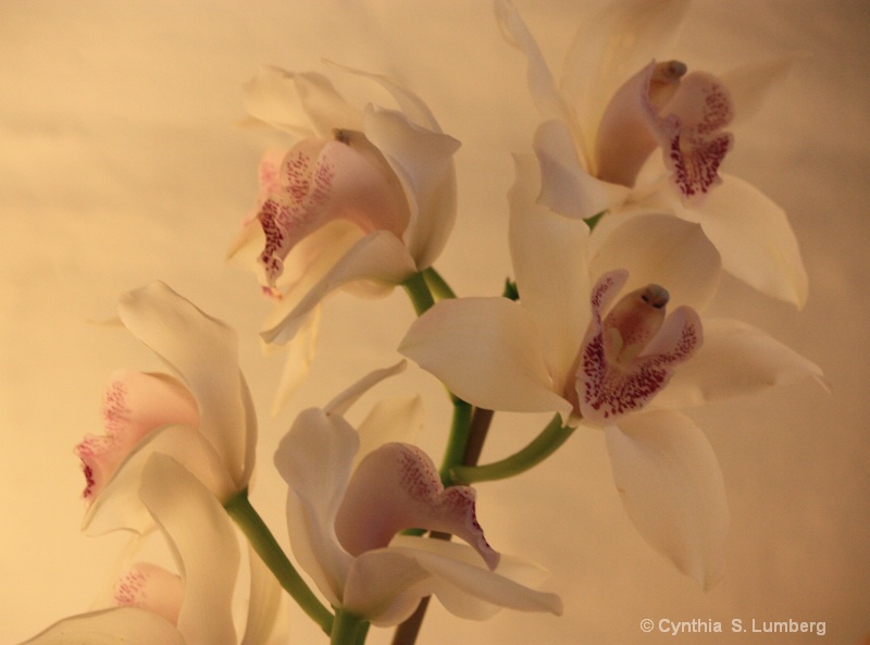 Cymbidium Orchids