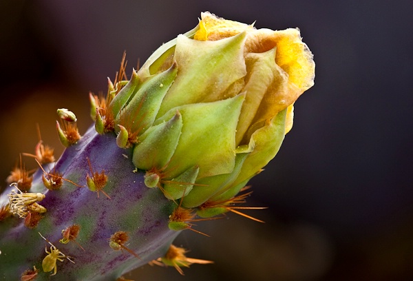 Purple Prickly Pear Bud
