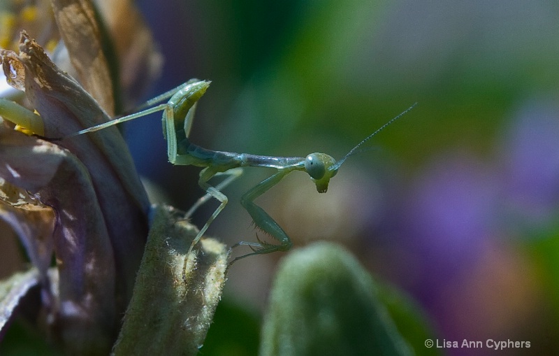 a very tiny baby Preying Mantis