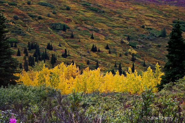 color in Alaska