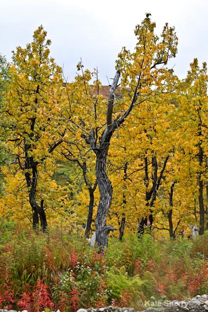 Trees on the tundra