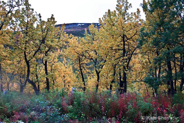 tundra colors in spring