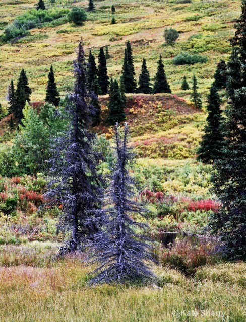 tundra colors trees and hillside