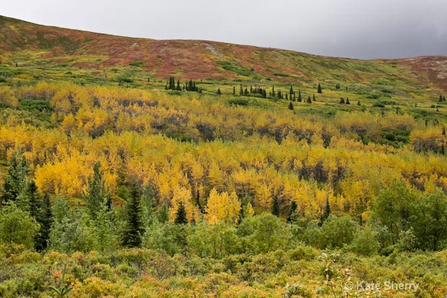 tundra colors on the hill