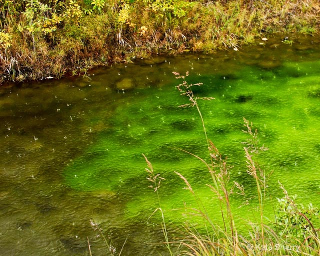 Moss under water