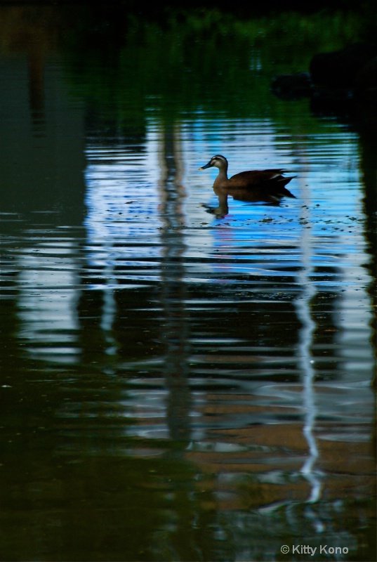 Duck in Blue Reflection