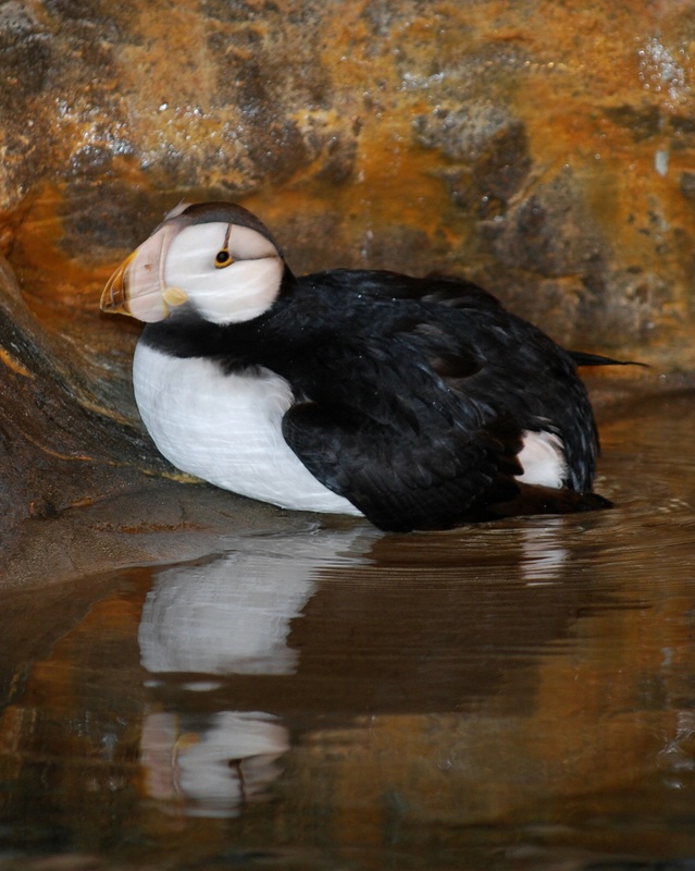 puffin - St Louis Zoo