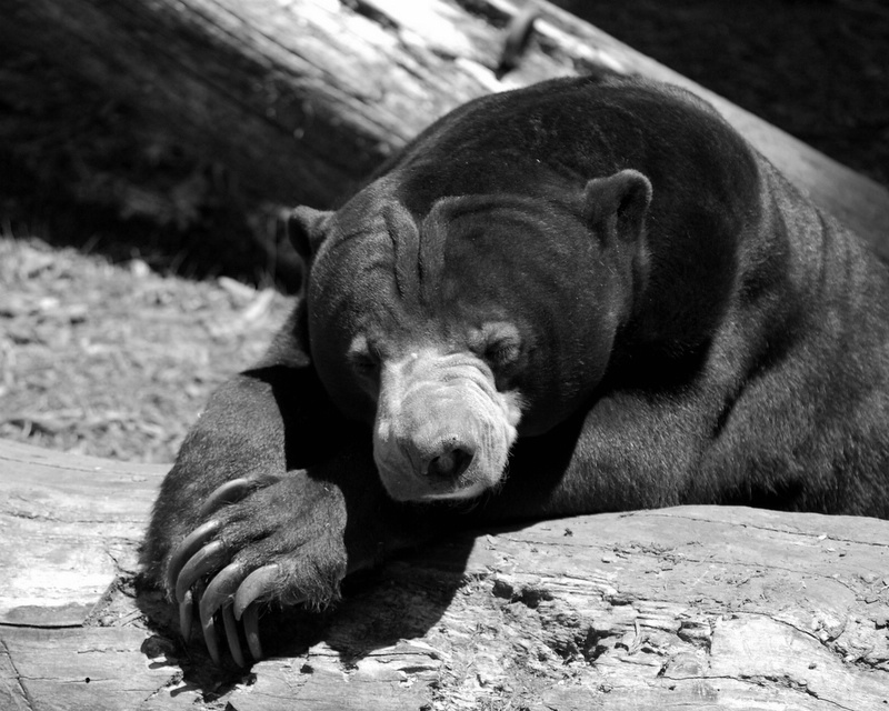 Malaysian (?) Bear - St Louis Zoo