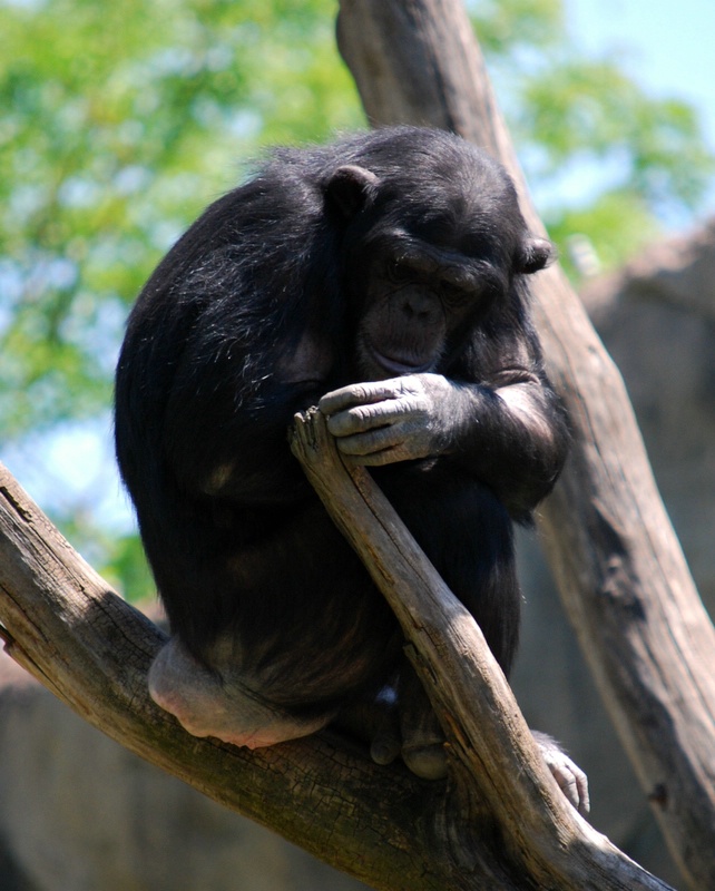 Chimp - St Louis Zoo