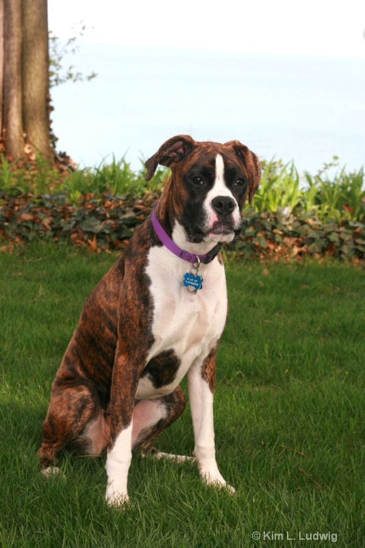 Boxer Puppy