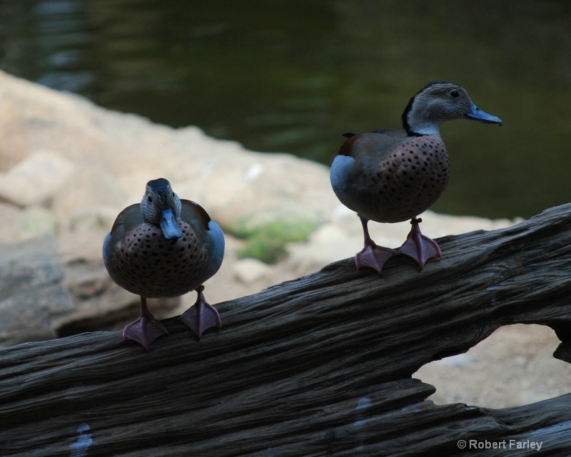 Ducks - Mesker zoo