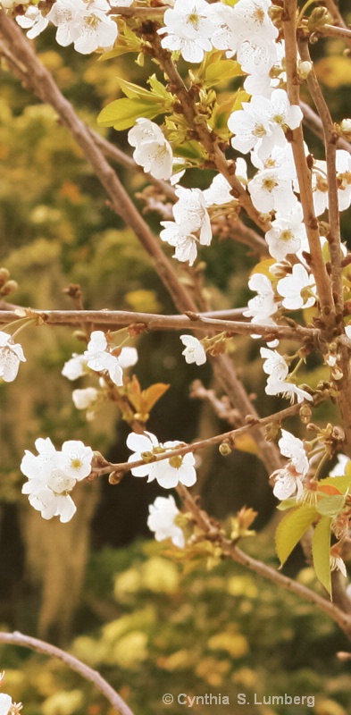 Flowers in Bloom