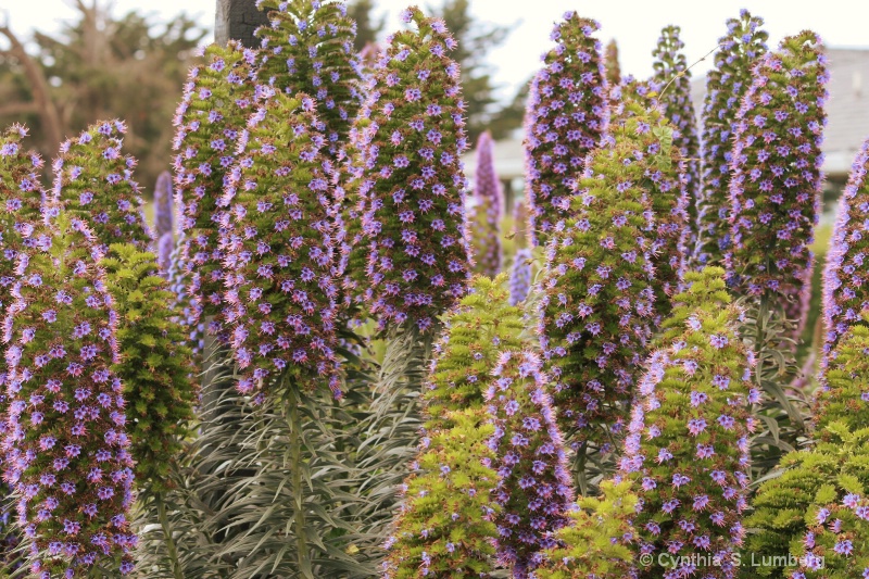 Native Plants