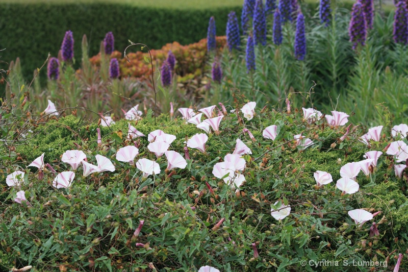 Wildflowers in Bloom