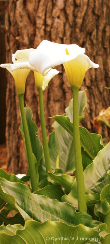 Calla Lilies in the Forest