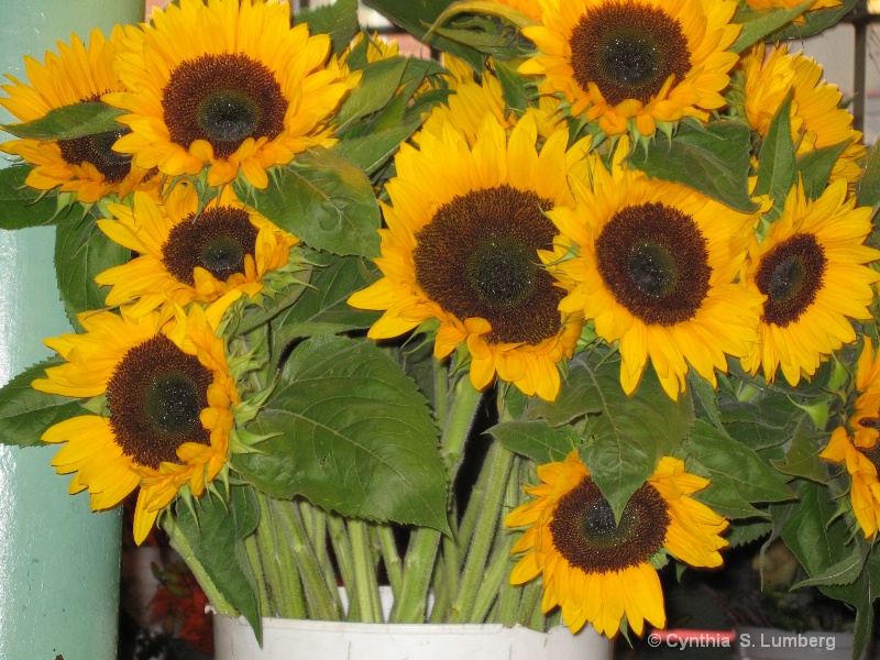 Sunflowers