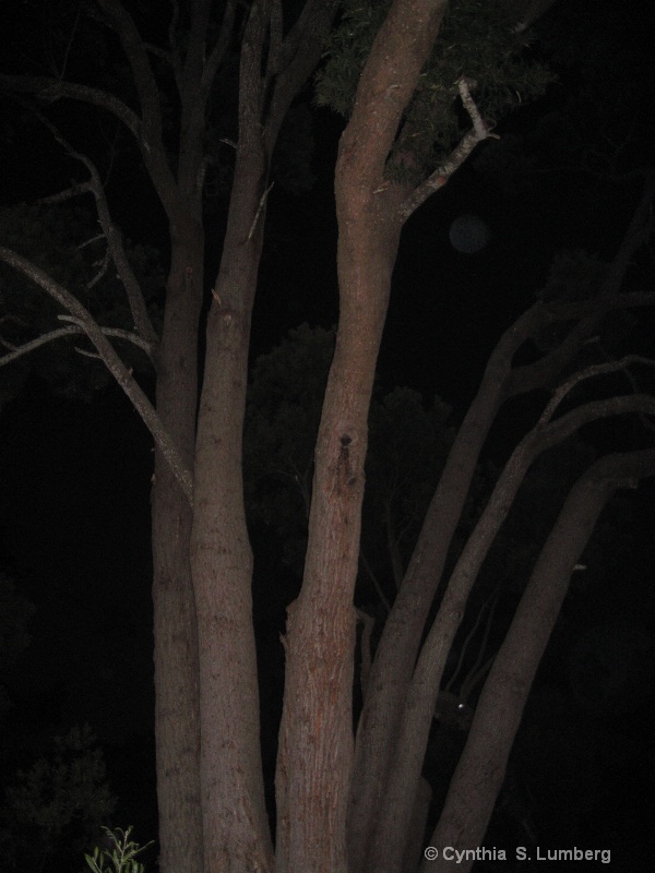 Moonlight Acacia