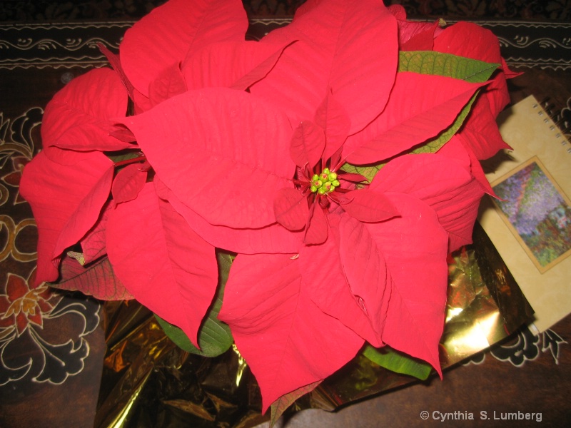 Poinsettia