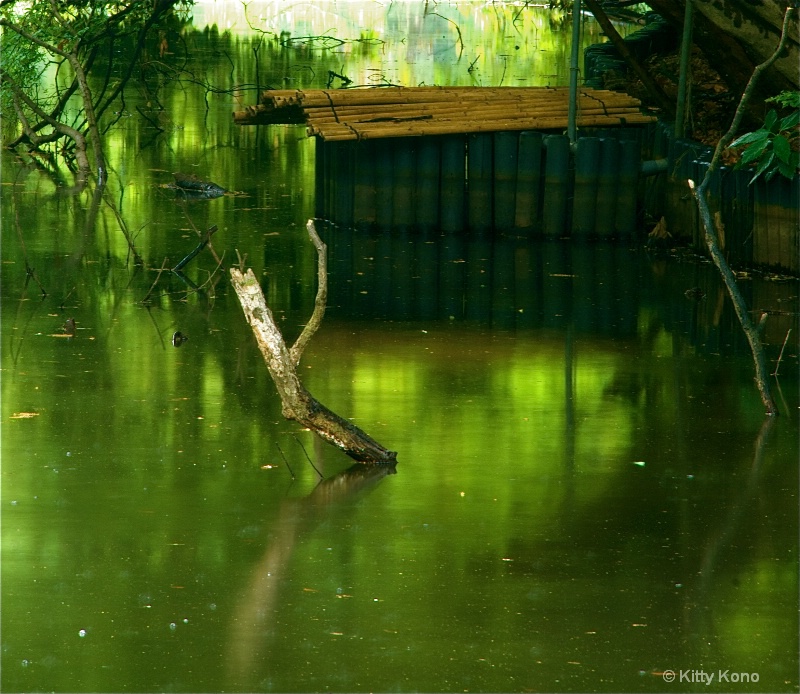 Bamboo and Driftwood at Meiji Shrine Garden Pond