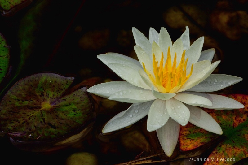 Water Lilly #2