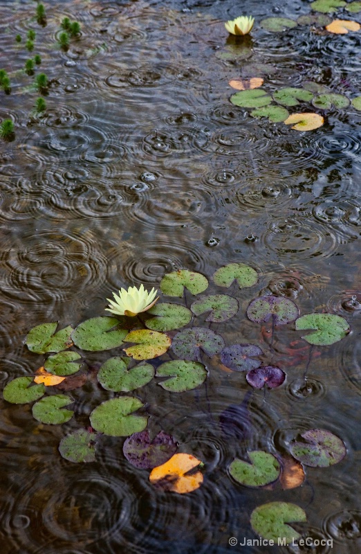 Water Lilly Pond