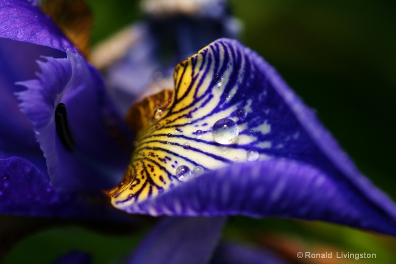 Iris Orbs