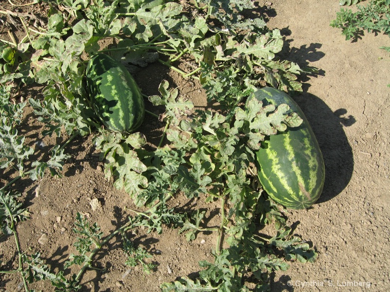 Watermelons in the field