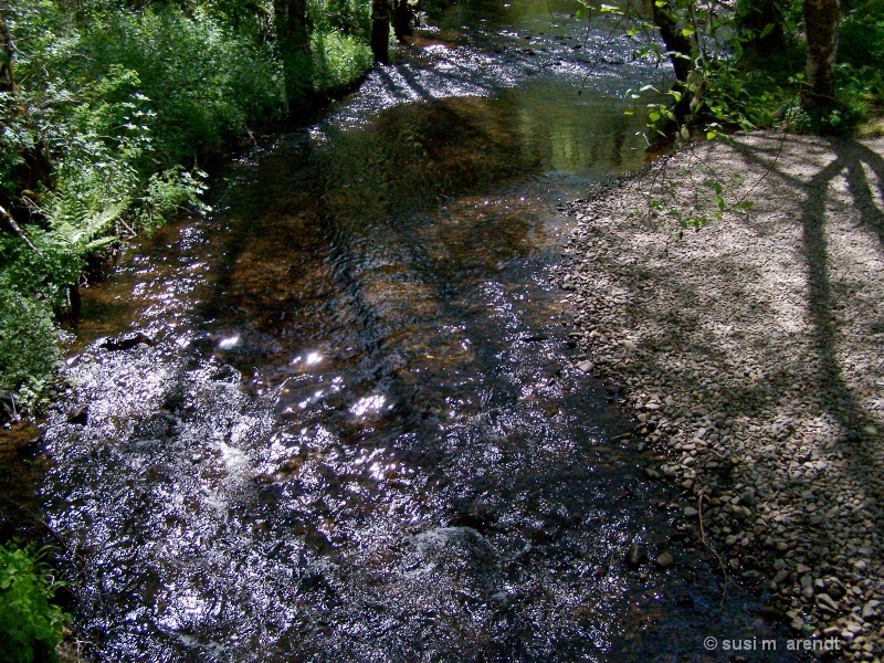 Shadows Along the Steam Donkey Trail 