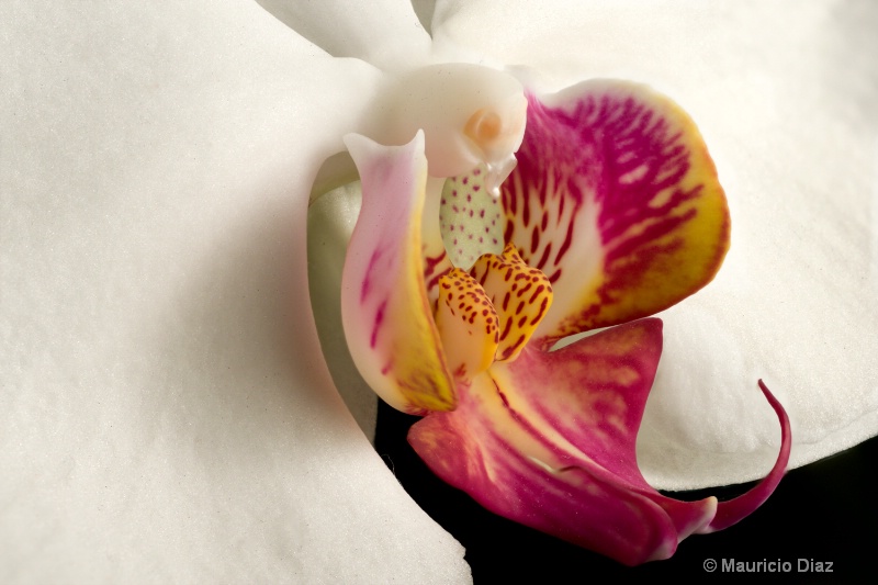 Orchid Closeup