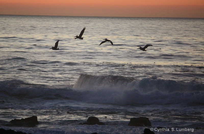 Pelicans at Sunset