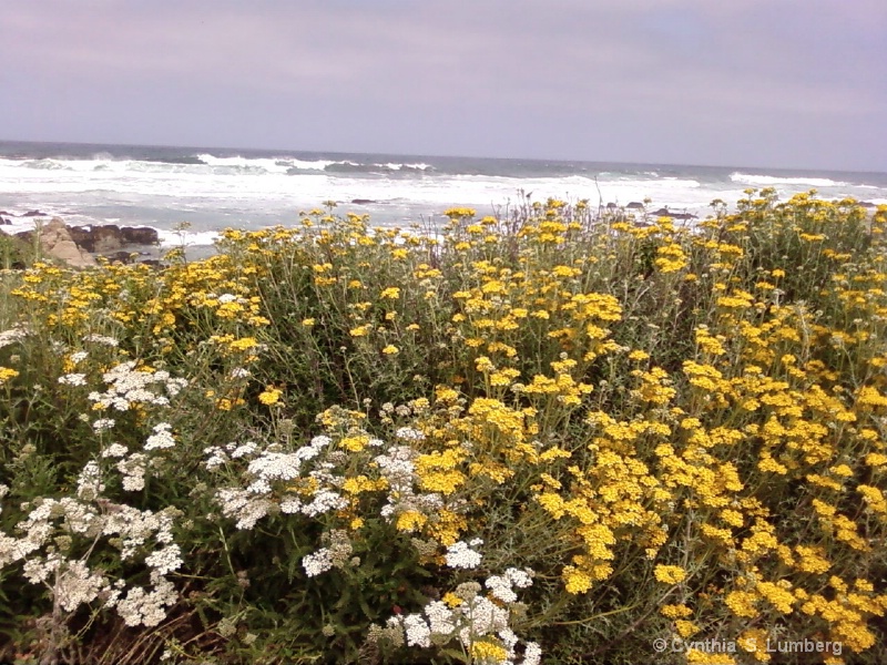 Springtime at the Ocean